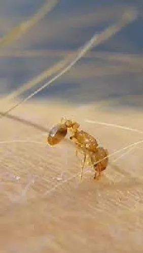 Hormiga de Fuego Peque&ntilde;a